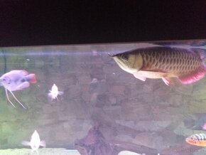 Red Tail Golden Arowana - 11