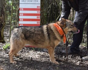 GALLIA K ADOPCI - PŘÁTELSKÉ ZLATÍČKO, VHODNÁ K DĚTEM - 11