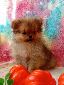 Nemecký Špic / Pomeranian - Mini Fenka - 11