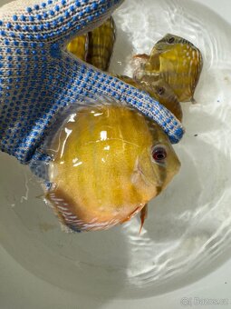 Discus Wild - 11