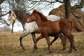 Lusitano PSL klisna s pp přímo od chovatele - 11