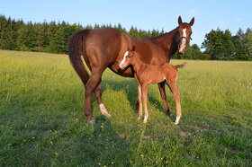 Připouštění Qh hřebcem Silver Black Harry - 11