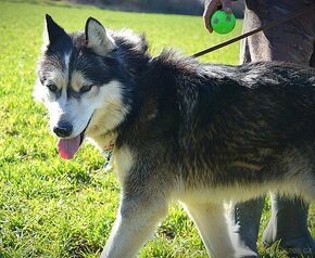 GYMY K ADOPCI - 5 LET,PŘÁTELSKÝ, VESELÝ, VDĚČNÝ - 11