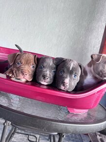 American Bully pocket - 11