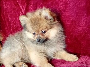 TOP Maličký pejsek NŠ/Pomeranian - Pomeranian Mini - 11