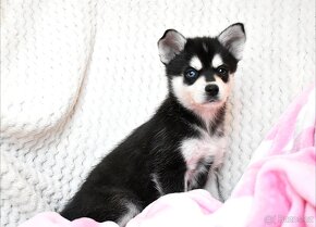 Alaskan Klee kai (mini  husky) s PP - 11