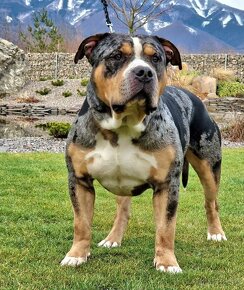 American bully xl - 11