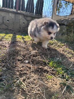 Pomsky /Pomeranian / Husky - 11