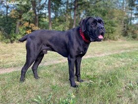 Cane Corso krytí - chovný černý pes - 11