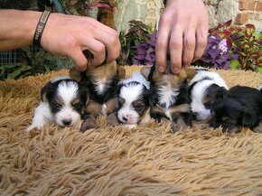 Biewer Yorkshire Terrier a Spaltbiewer F3 štěňátka - 11