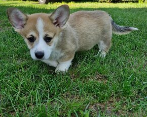 Welsh Corgi Pembroke s rodokmeňom pôvodu - 11