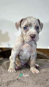 American Bully XL, Krásná Merle holčička, registrace ABKC - 11