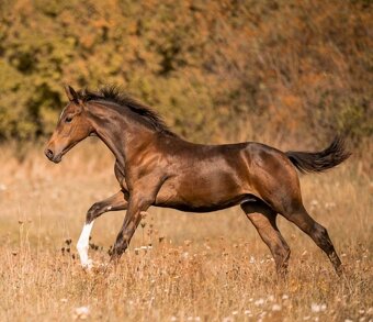 LUSITANO hřebec - připouštění - mražené ID - 11