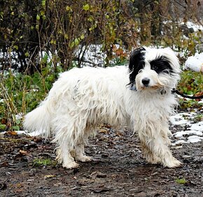 LUIGI K ADOPCI - 6 LET, PŘÁTELSKÝ, AKTIVNÍ,HODNÝ - 11