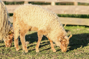 Cápova ovce - ovečky a beránci Hortobagy racka sheep - 11