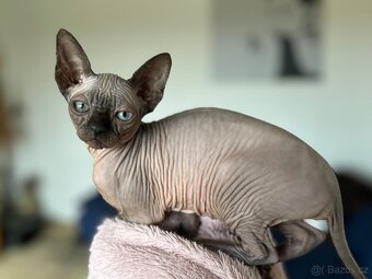 Koťata Elf-Sphynx - 11