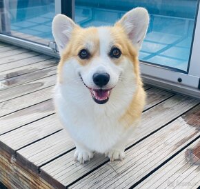 Corgi - 11