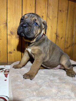 Štěňata Cane Corso - 11