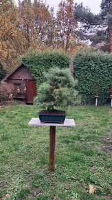 Bonsai Borovice - 11