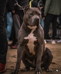 American Bully XL/XXl s PP - 11