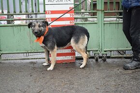 KELVINA K ADOPCI - 1 ROK, MILÁ, NENÁROČNÁ,VDĚČNÁ - 11