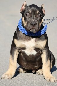 American Bully XL / XXL s PP - 11