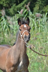 Welsh cob hřebeček - 11