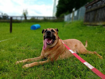 SEBASTIAN -pes ridgeback x boxer, 35kg, 5 let - 11