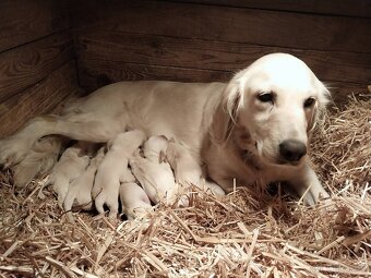 Zlatý retrívr, golden retriever - štenata - 11