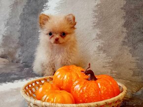 Kouzelný Pejsek - NŠ/Pomeranian - Bez PP - Cream - 11