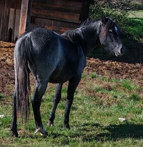 Welsh part bred - 11