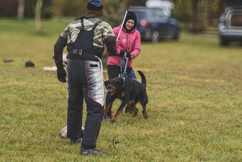 Beauceron s PP - 11