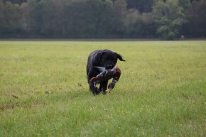 LABRADORSKÝ RETRÍVR- černá štěňátka s PP - 11