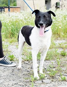 AUGUSTÍN K ADOPCI - AKTIVNÍ, PŘÁTELSKÝ,HRAVÝ - 11