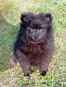 Krásná Černá Pomeranian Fenečka - 11