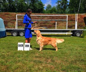 GOLDEN RETRIEVER-zlaty retrivr, zlaty retriever , american - 11