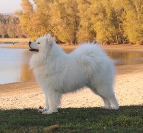 Samojed šteniatko s PP (FCI) - 11