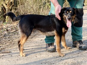 GRIFFI K ADOPCI -1 ROK, PŘÁTELSKÝ,VESELÝ,HRAVÝ - 11