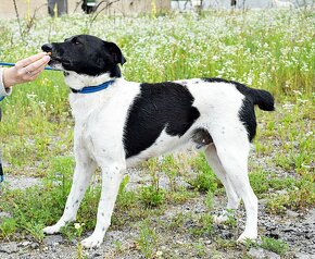 AUGUSTÍN K ADOPCI - AKTIVNÍ, PŘÁTELSKÝ,HRAVÝ - 11