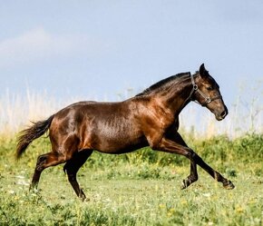 LUSITANO  hřebec - mražené ID - 11