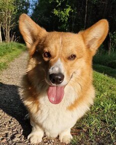 Welsh corgi pembroke si průkazem původu - 11