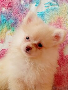 Krásný Maličký Pejsek NŠ / Pomeranian - Cream - 11