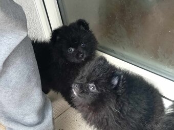 Černo bílá fenečka - Pomeranian mini Boo - 11