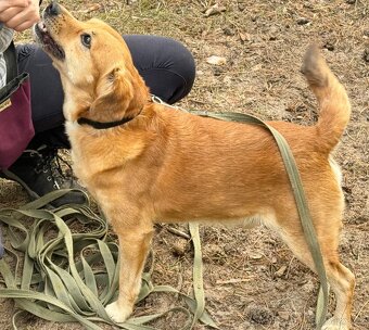 PINGI K ADOPCI - akční veselý mazel, vhodný k dětem - 11