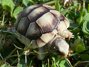 želva zelenavá- a vroubená odrostlá mláďata - 11