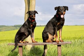 Štěňata francouzského ovčáka Beaucerona z PP - 11