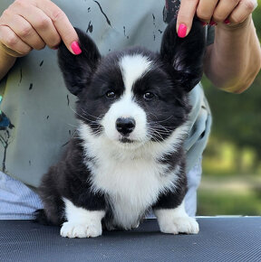 Welsh Corgi Cardigan-štěňata s průkazem původu FCI - 11