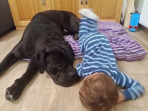 Cane Corso štěňátka s PP - přátelská cena - 11