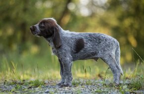 Italský spinone - 11