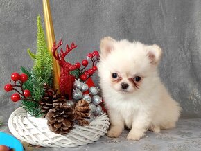 POMCHI - POMERANIAN x ČIVAVA - MINI PEJSEK - 11